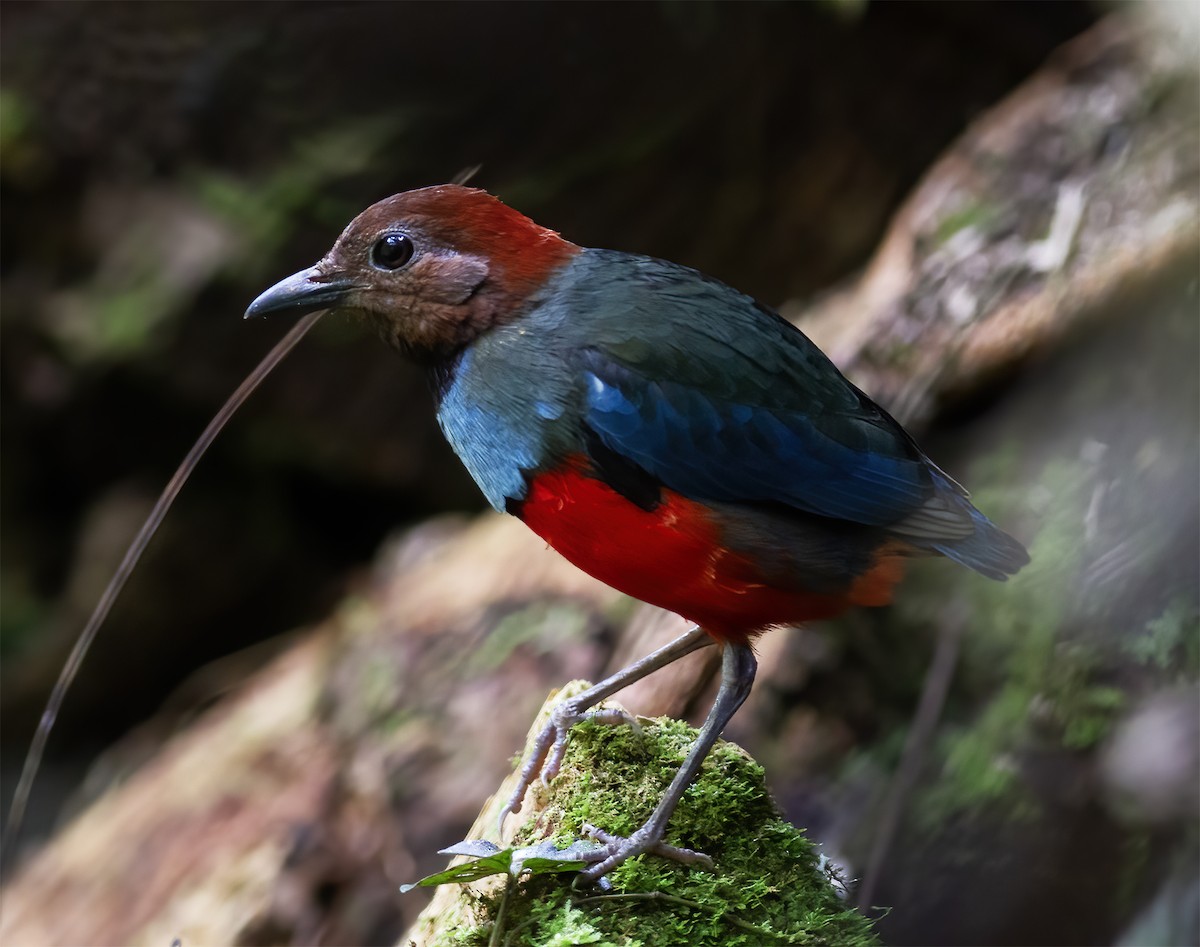 Papua-Blaubrustpitta - ML616778185