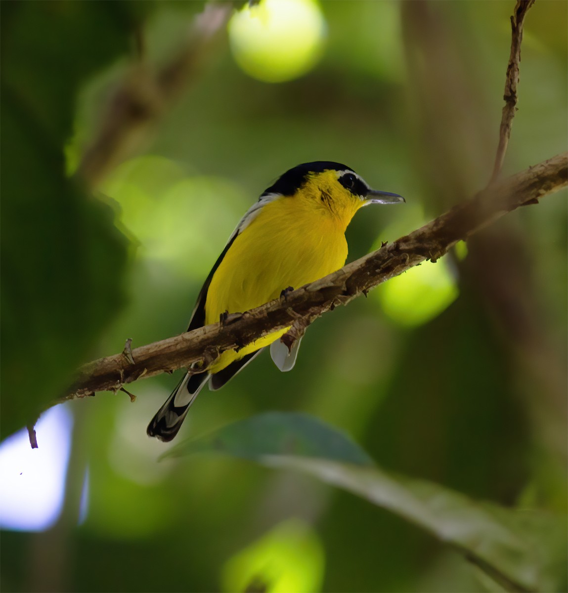 Yellow-breasted Boatbill - ML616778249
