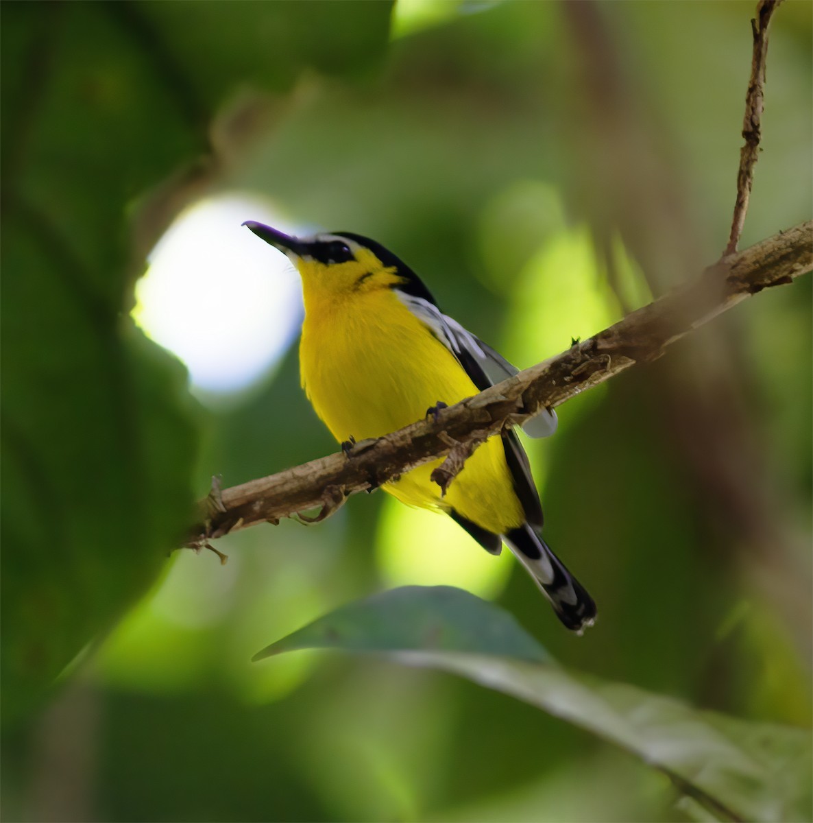Yellow-breasted Boatbill - ML616778250