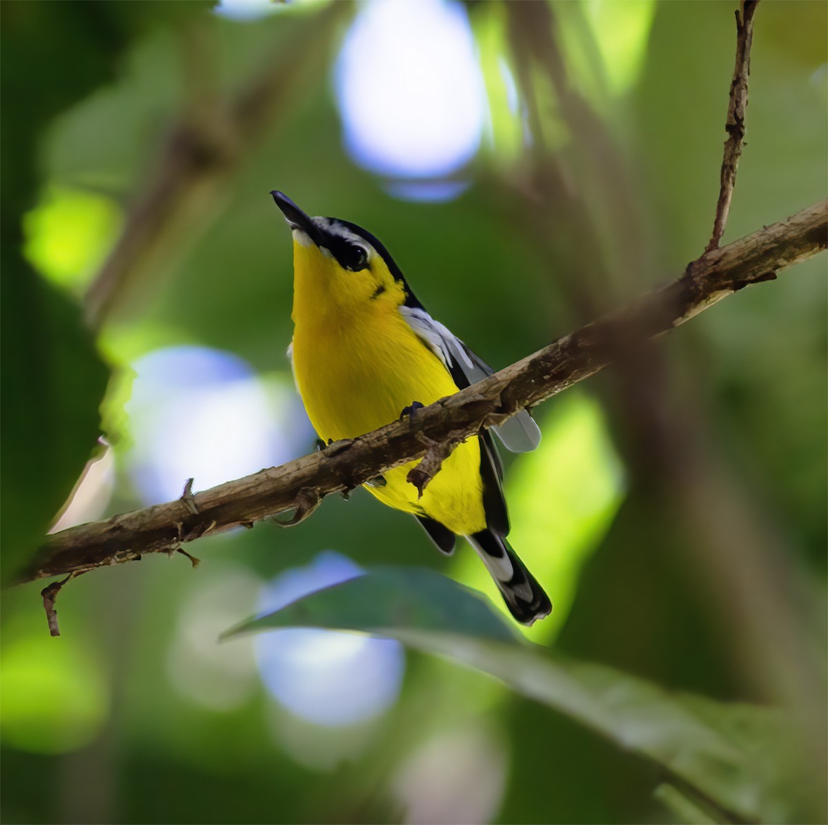 Yellow-breasted Boatbill - ML616778253