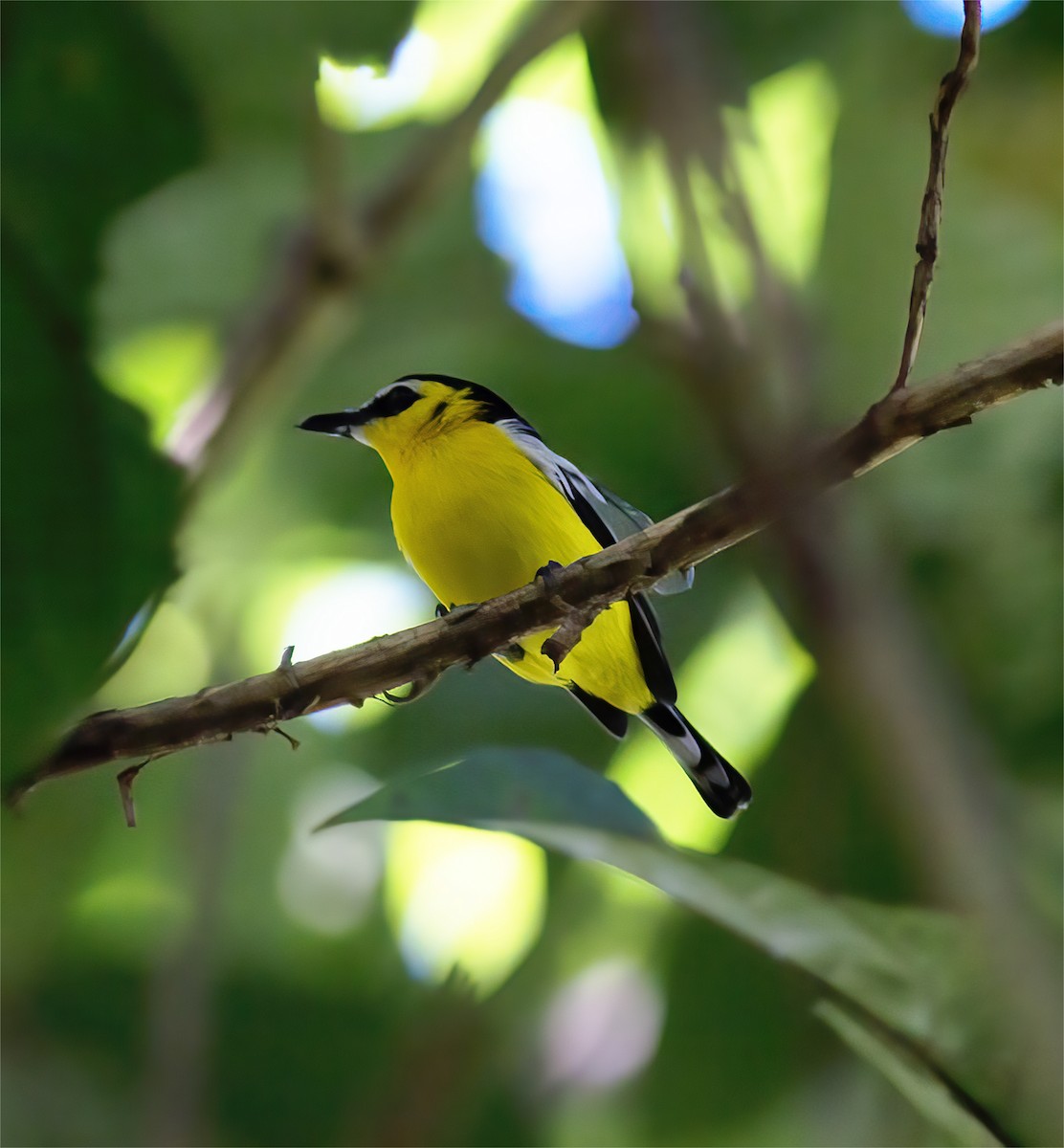 Yellow-breasted Boatbill - ML616778254