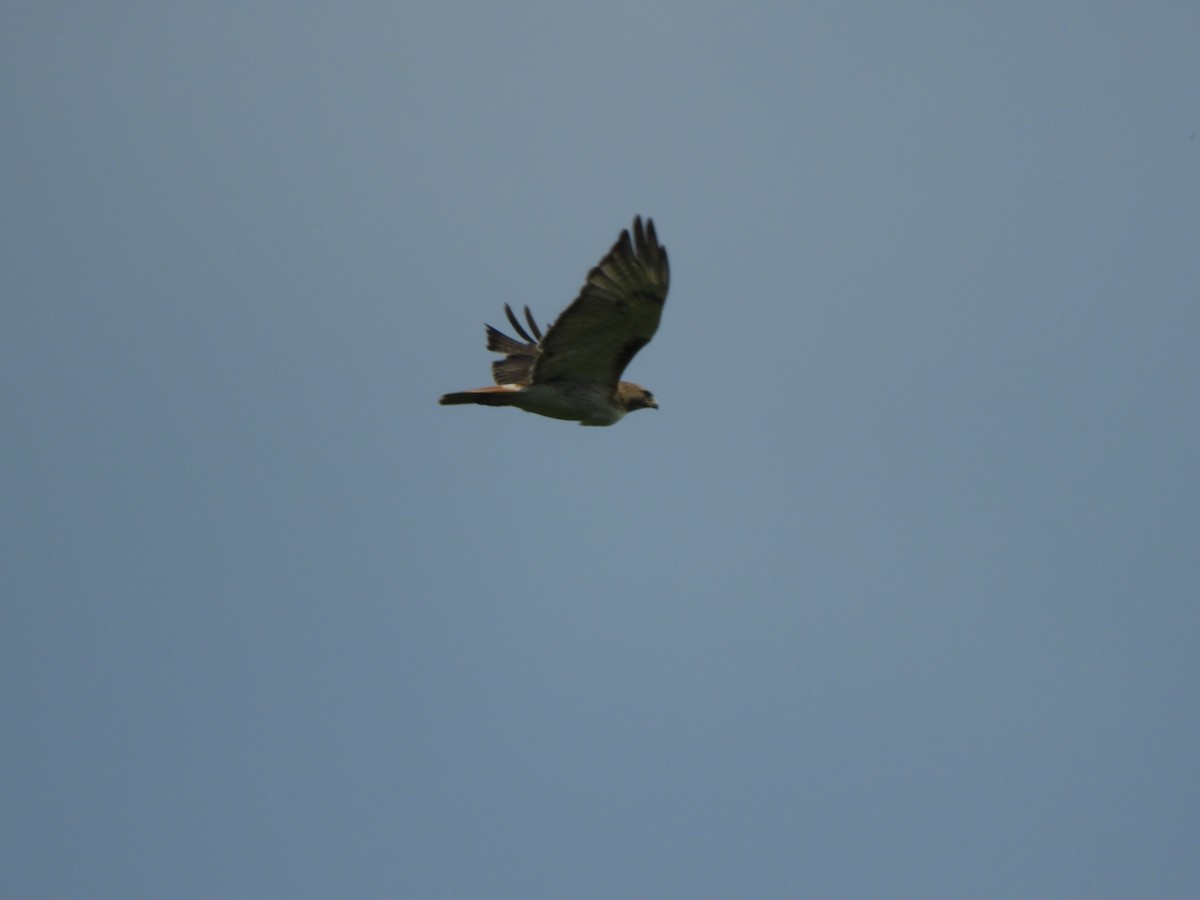 Red-tailed Hawk - ML61677831