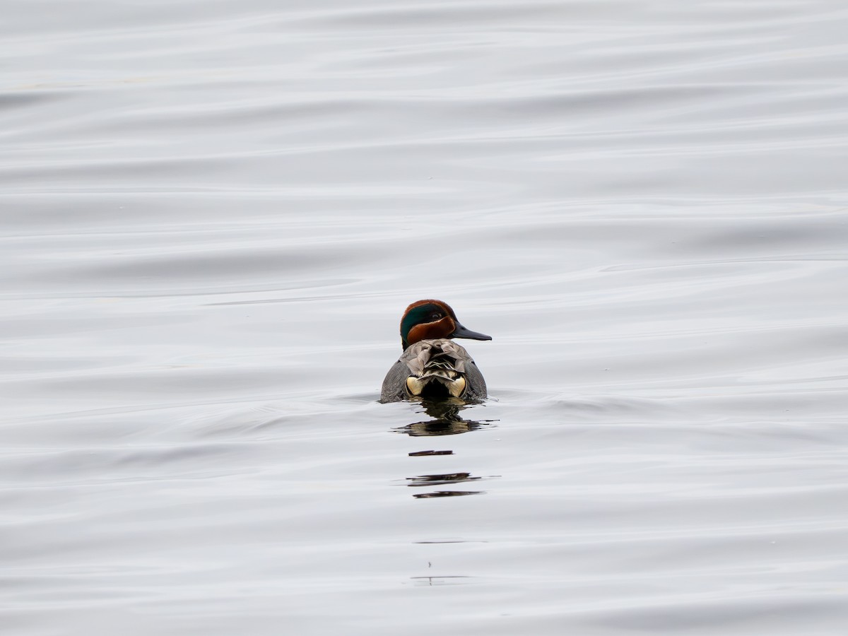 Green-winged Teal - ML616778428