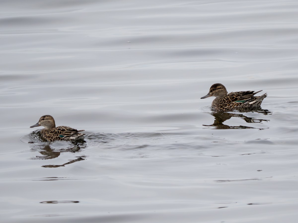 Green-winged Teal - ML616778429