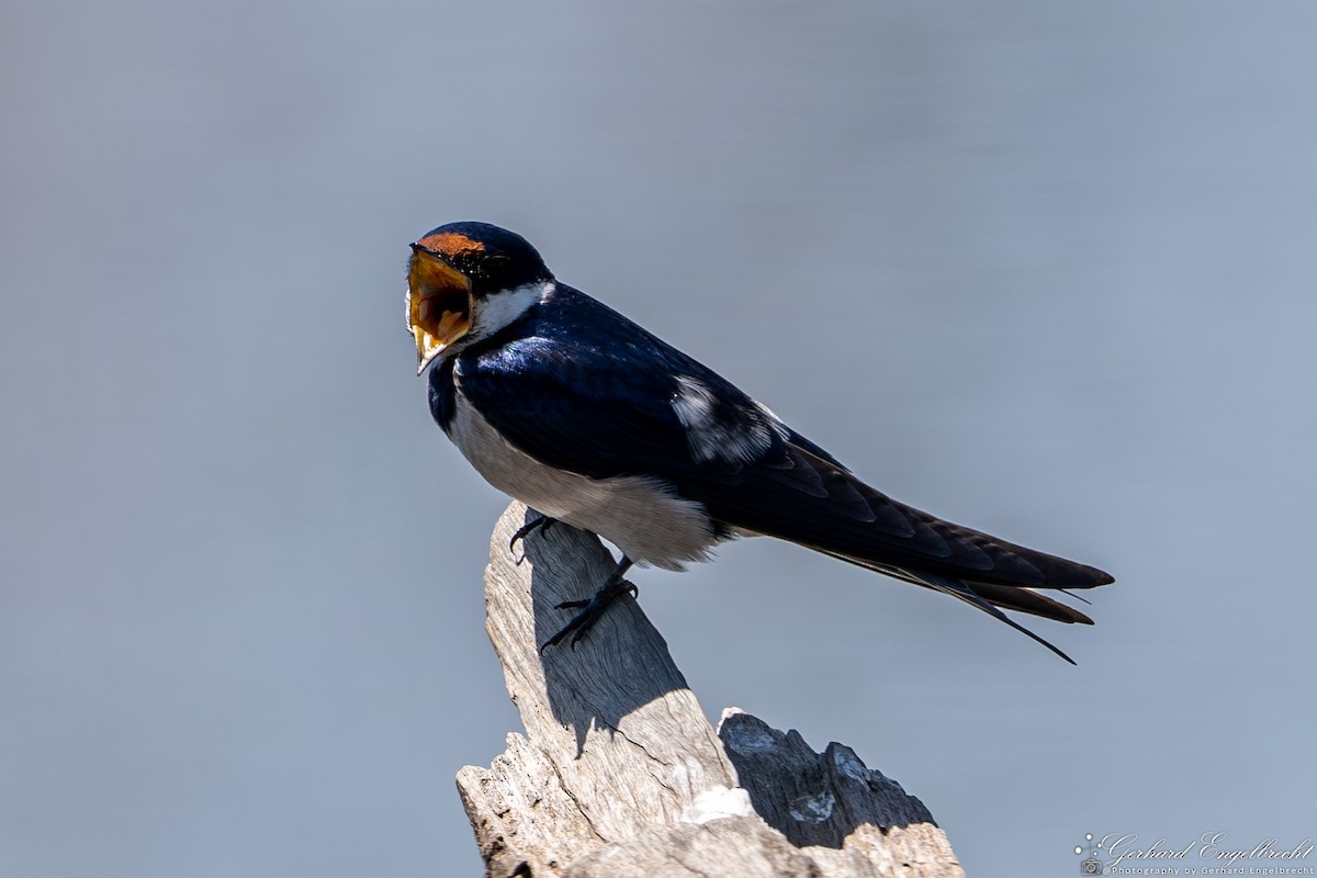 White-throated Swallow - Gerhard Engelbrecht