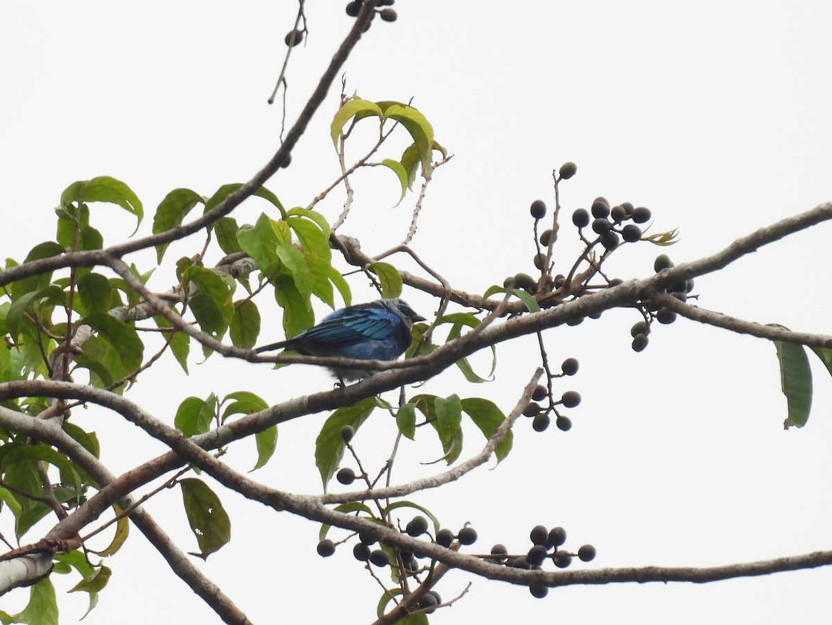 Masked Tanager - ML616778510