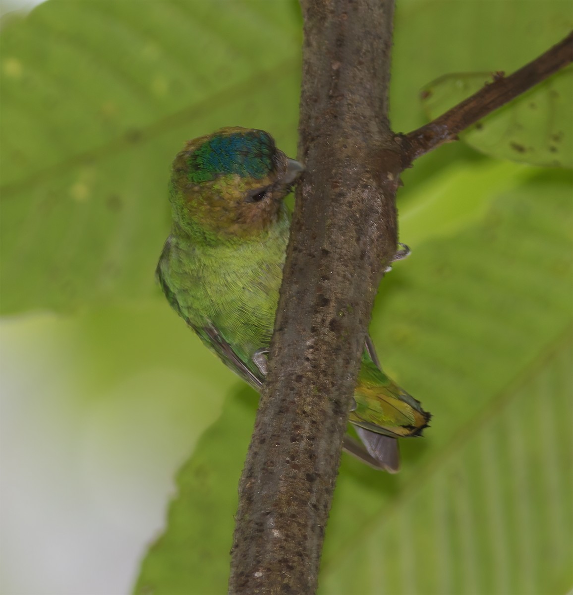 Buff-faced Pygmy-Parrot - ML616778616