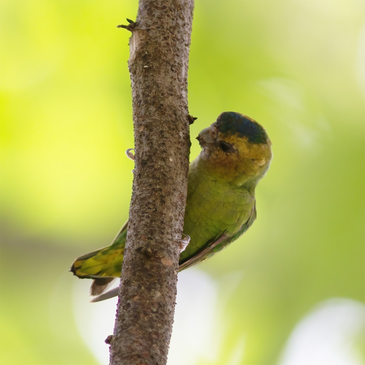 Buff-faced Pygmy-Parrot - ML616778618