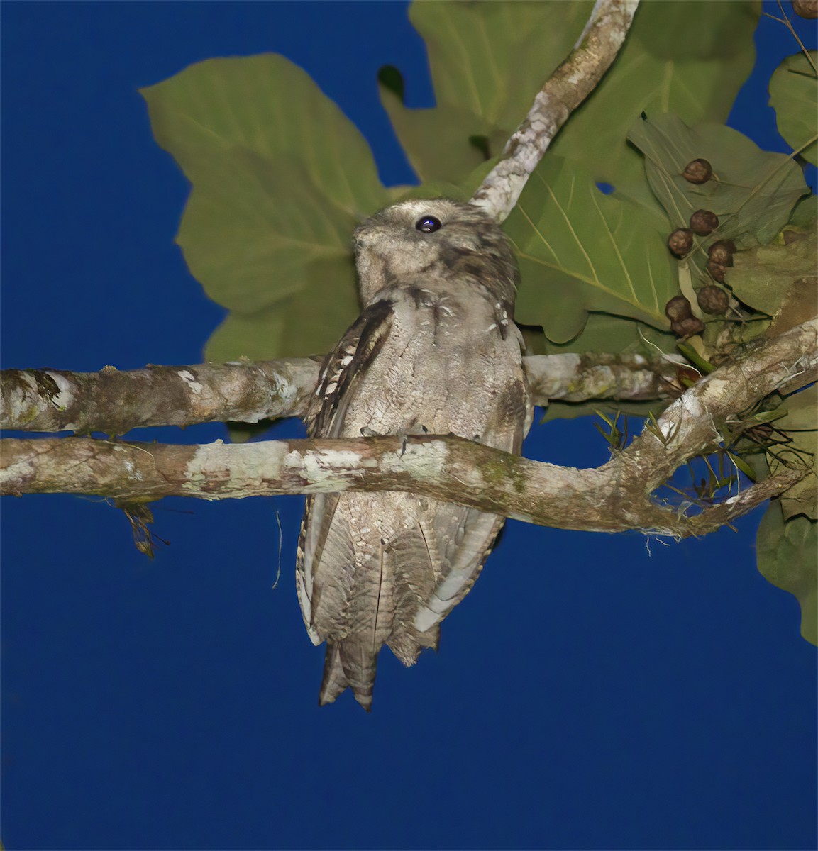 Papuan Frogmouth - ML616778662
