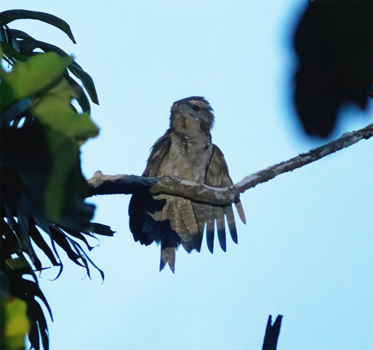 Papuan Frogmouth - ML616778663
