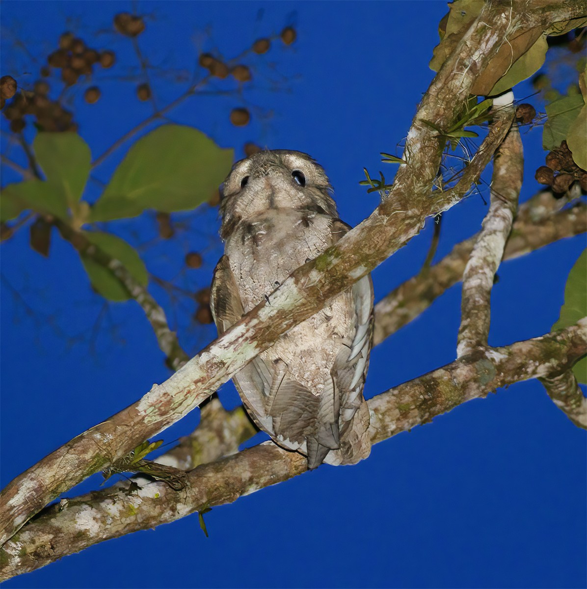 Papuan Frogmouth - ML616778664