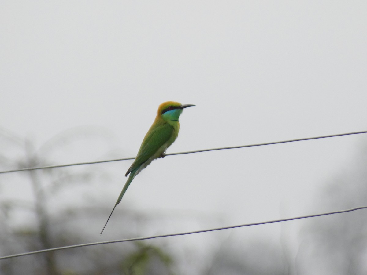 Asian Green Bee-eater - Tony King