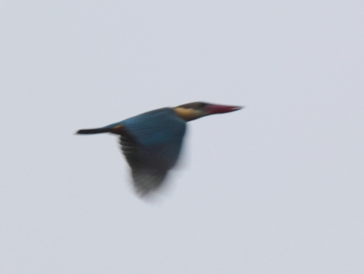 Stork-billed Kingfisher - ML616778855