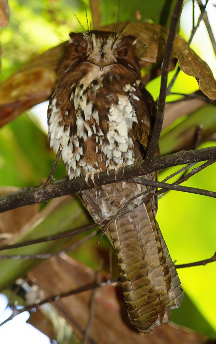 Feline Owlet-nightjar - ML616778858