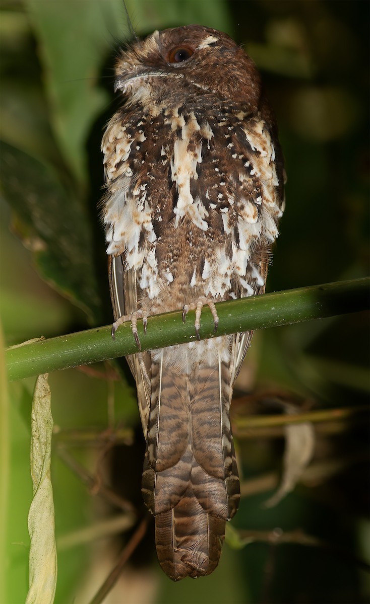Feline Owlet-nightjar - ML616778860