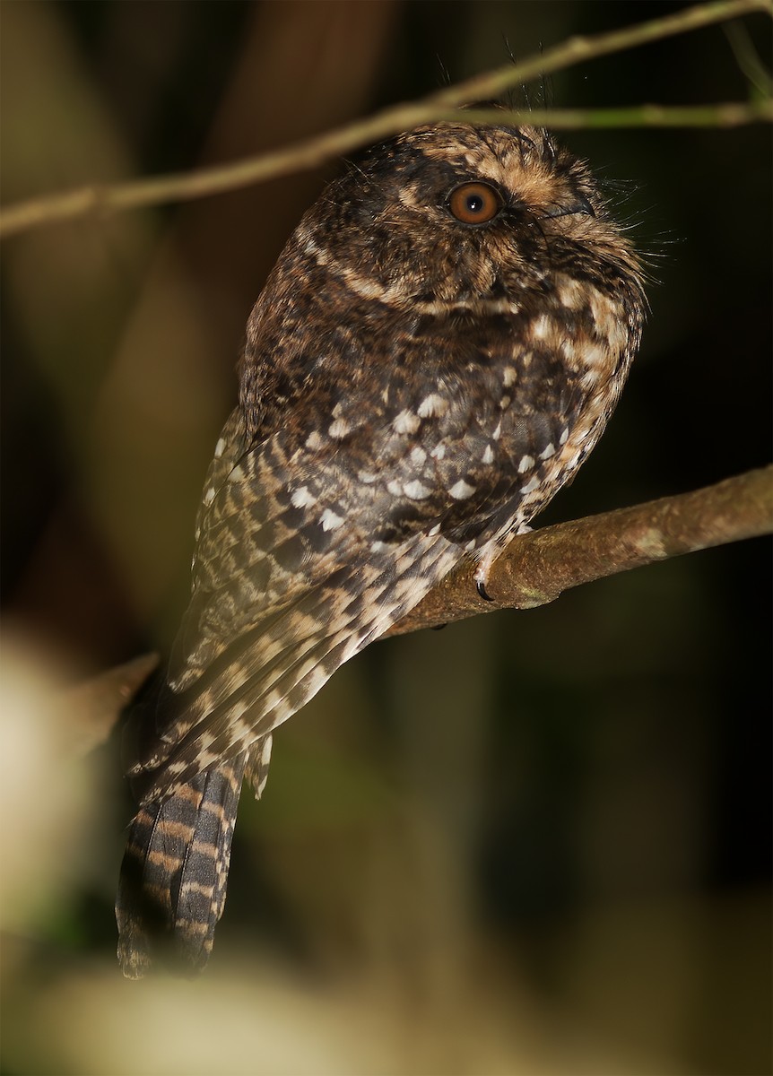 Mountain Owlet-nightjar - Gary Rosenberg