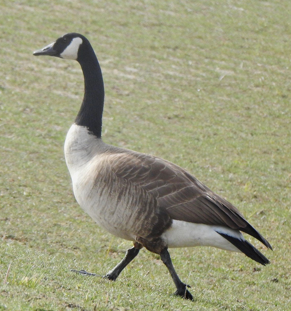 eBird Checklist 1 Apr 2024 Rochester WTP (CLOSED ON WEEKENDS