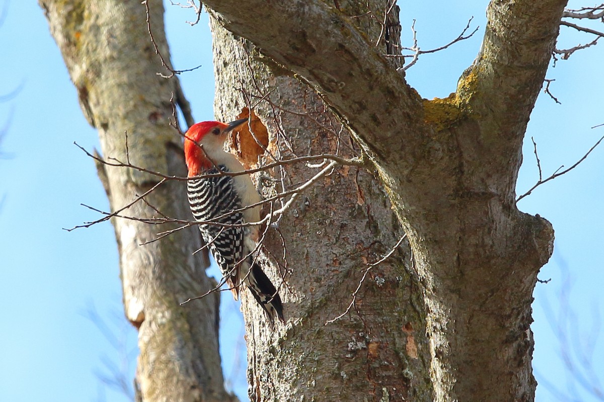 Red-bellied Woodpecker - Mark Hawryluk