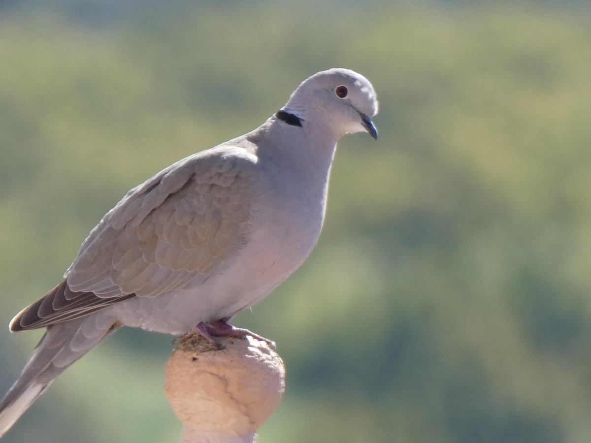 Eurasian Collared-Dove - ML616779190