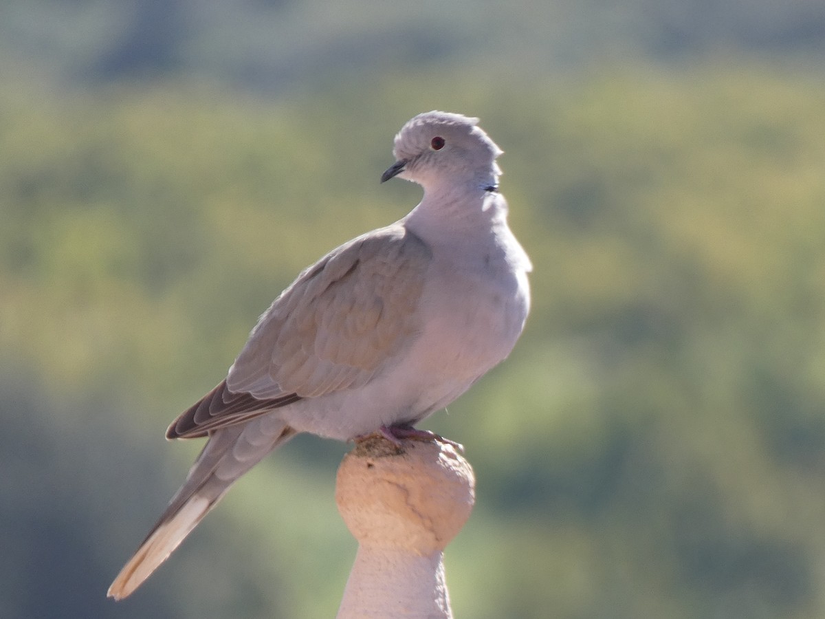 Eurasian Collared-Dove - ML616779195