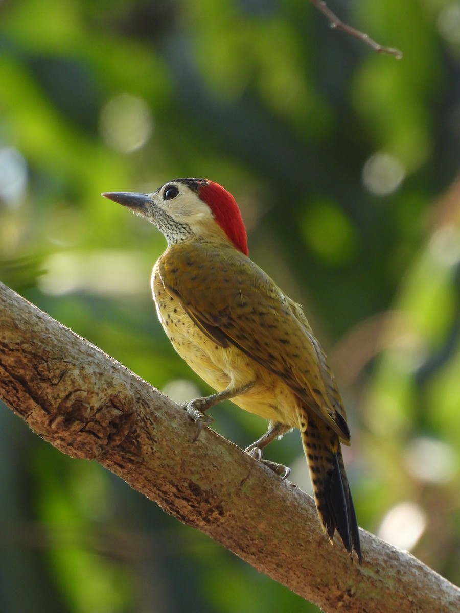 Spot-breasted Woodpecker - ML616779199