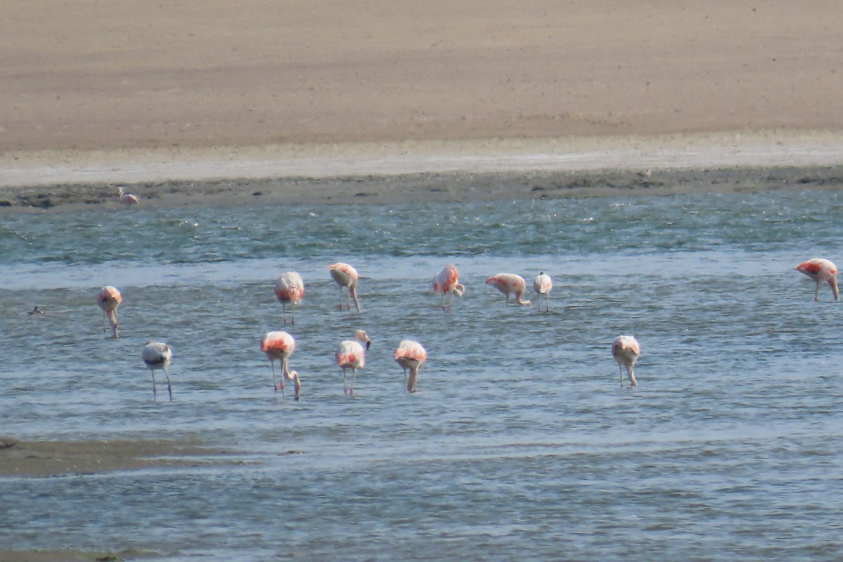 Şili Flamingosu - ML616779227
