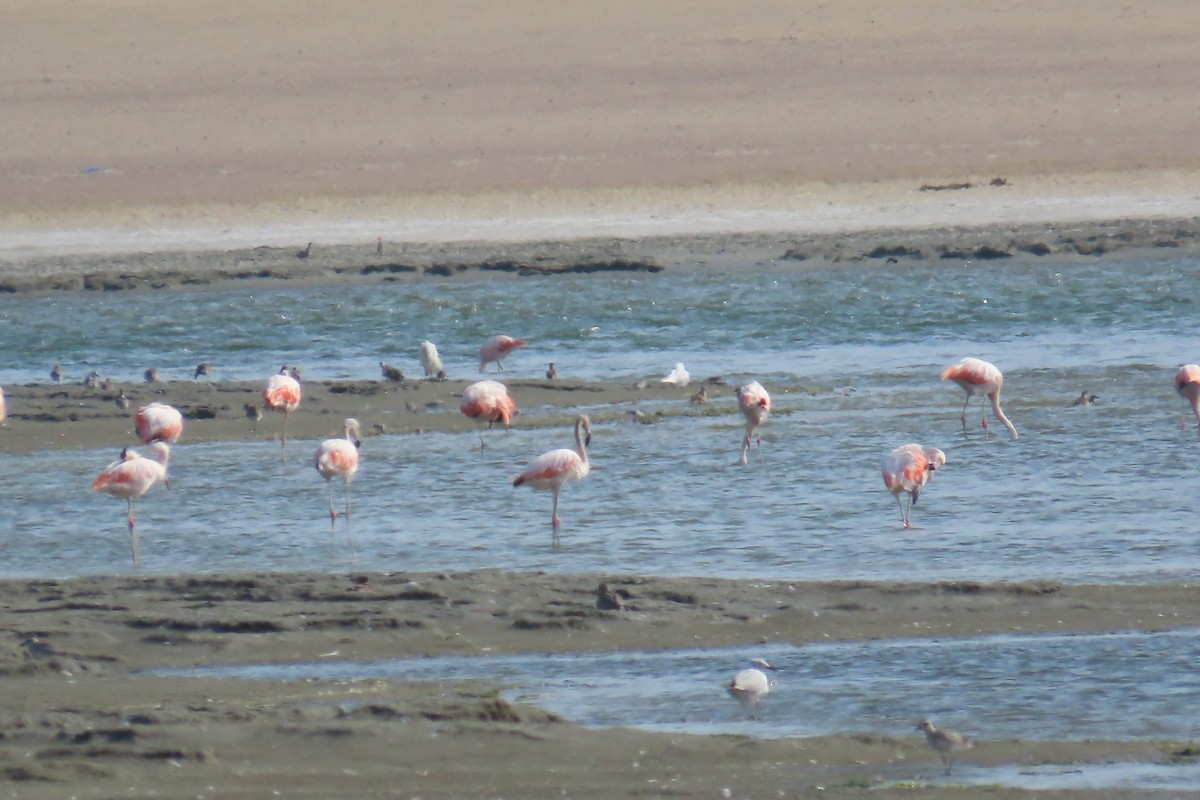 Şili Flamingosu - ML616779246