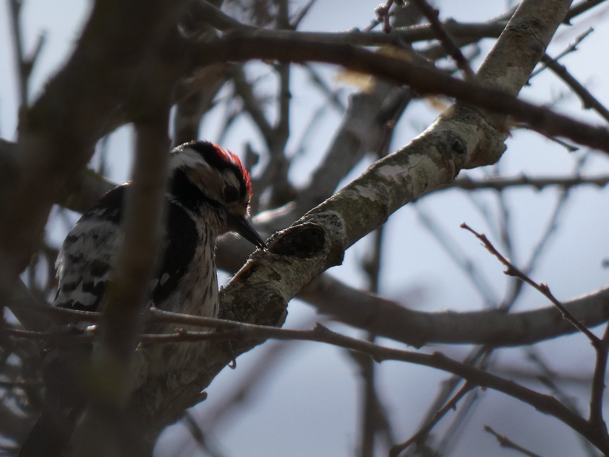 Lesser Spotted Woodpecker - ML616779250