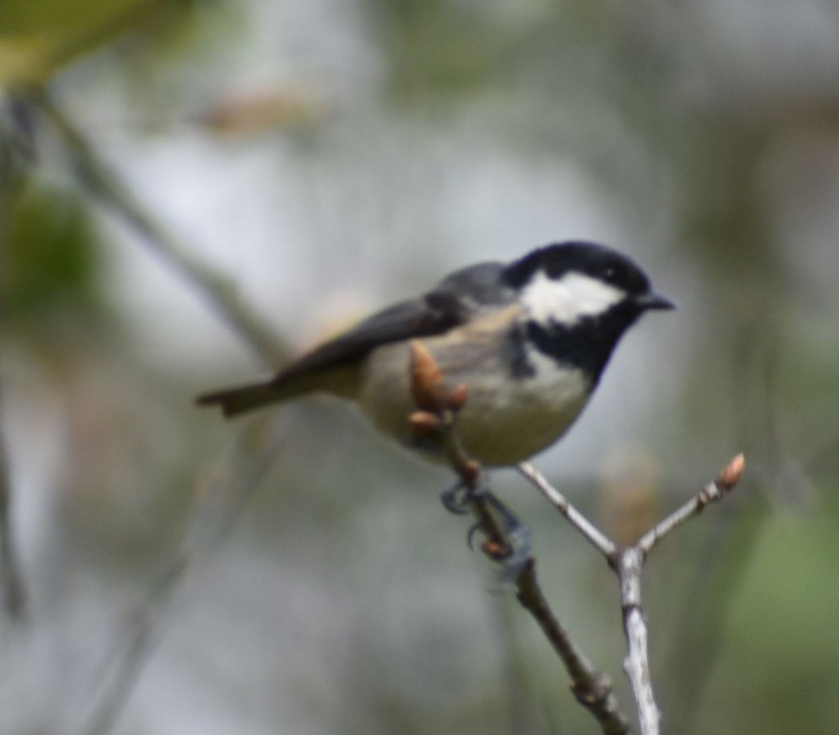 Coal Tit - Sally Anderson