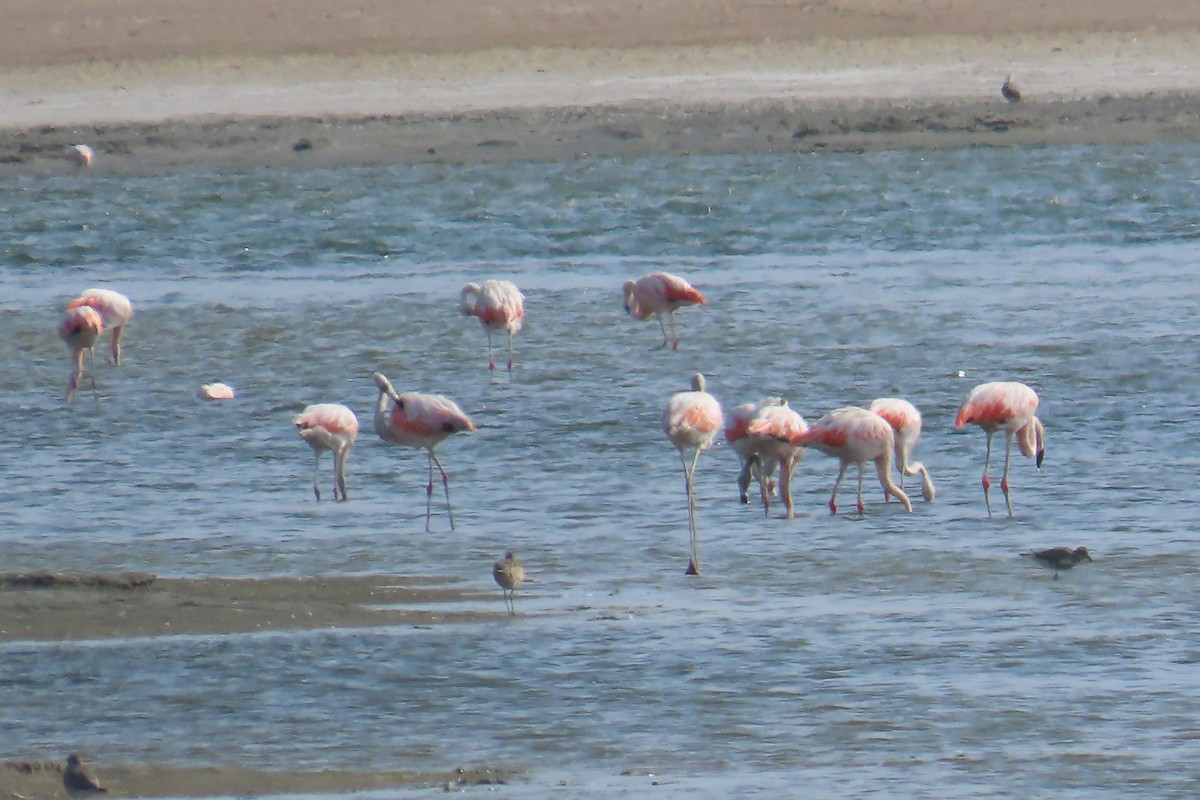 Chilean Flamingo - ML616779259