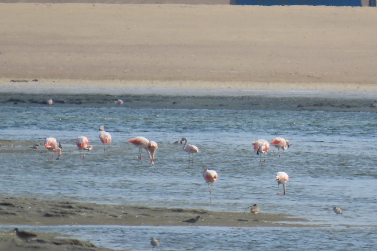 Şili Flamingosu - ML616779267