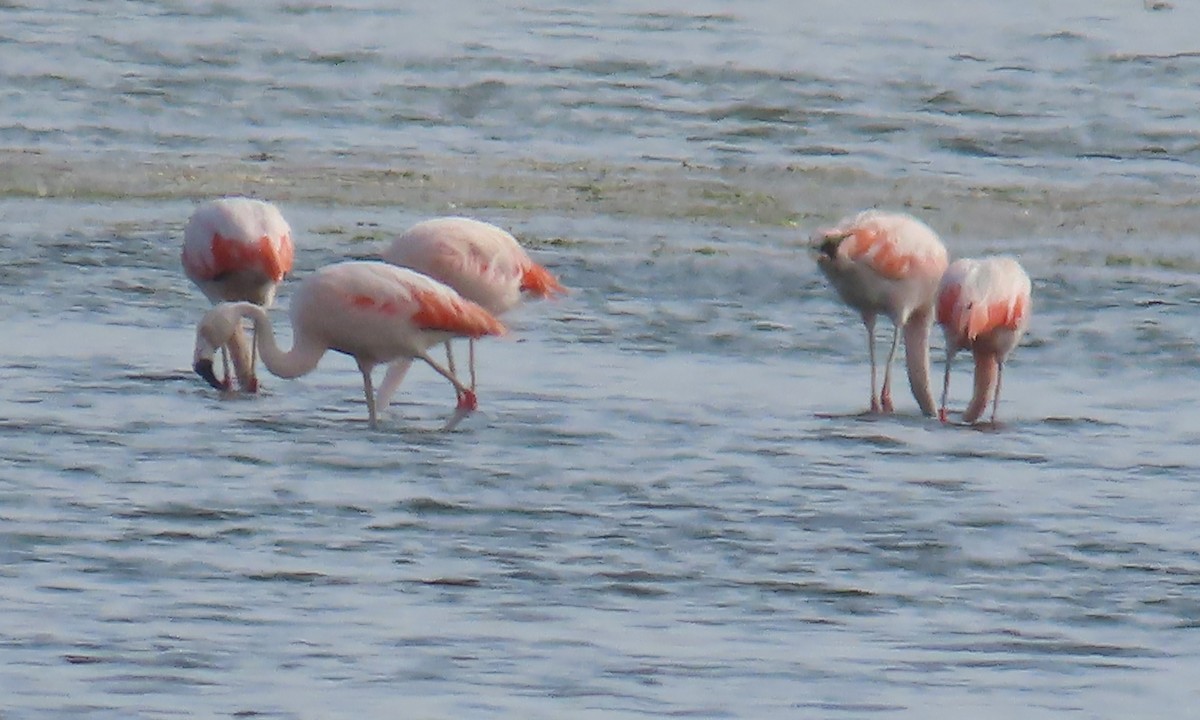 Chilean Flamingo - ML616779272