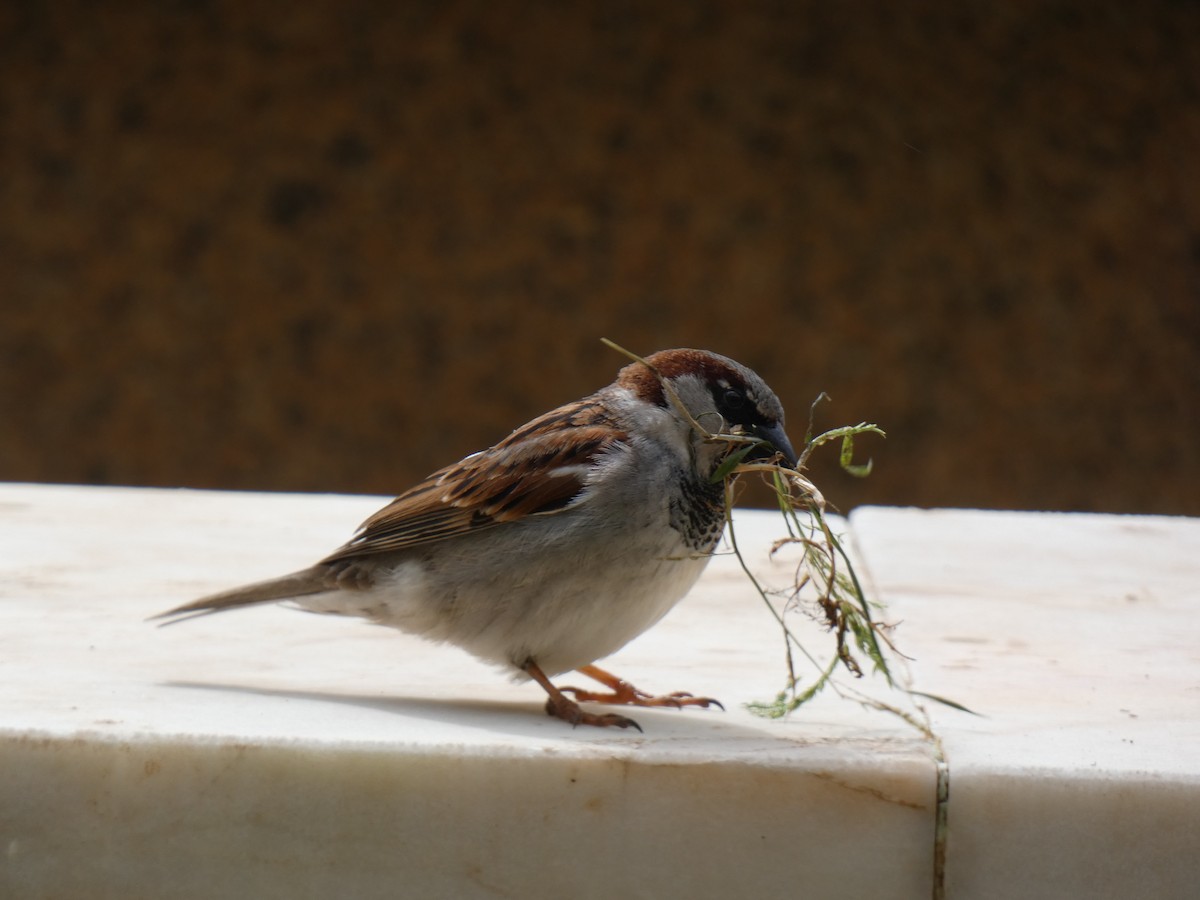 House Sparrow - Elliot Dziedzic