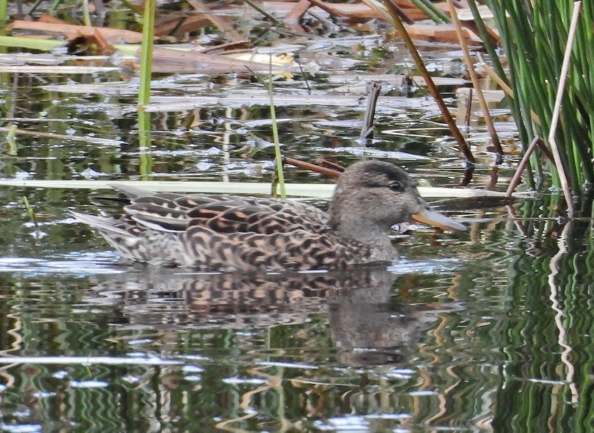 Green-winged Teal - ML616779389