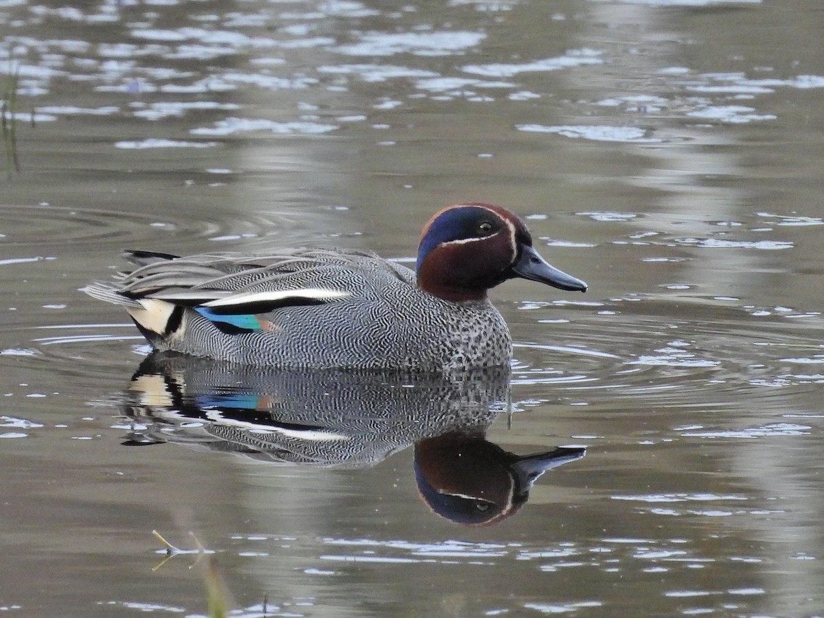 Green-winged Teal - ML616779390