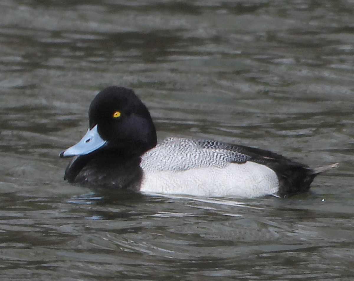 Greater Scaup - ML616779396