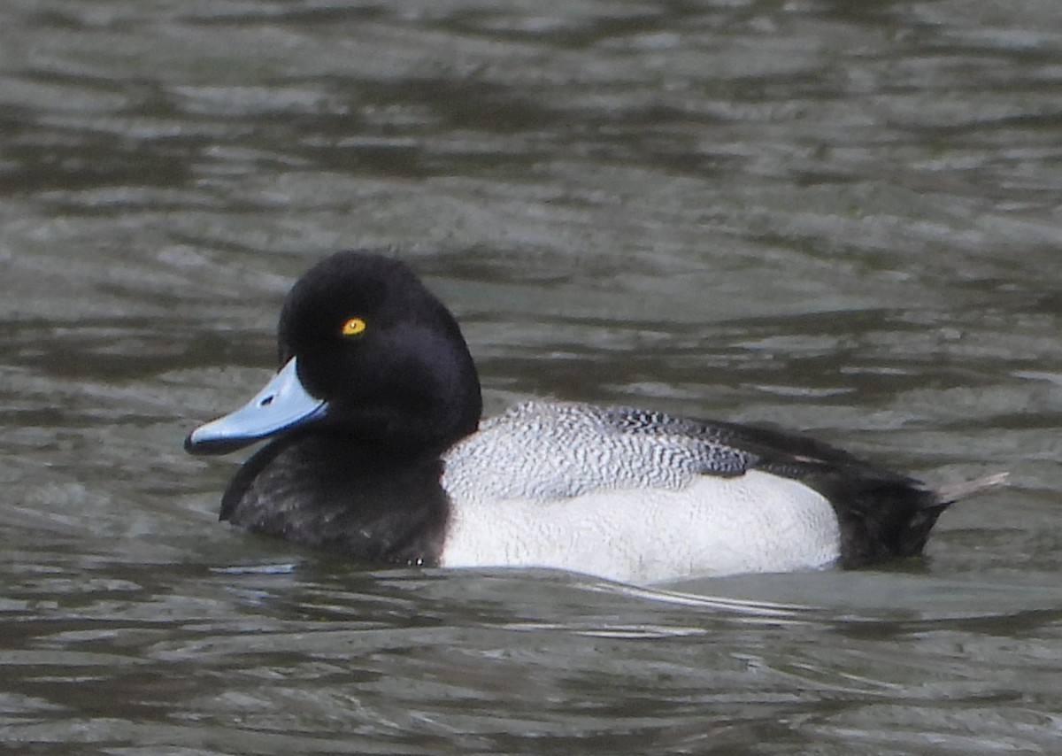 Greater Scaup - ML616779397