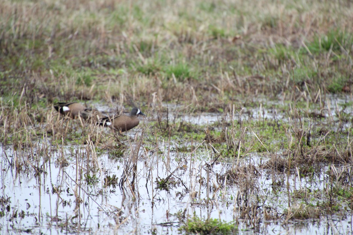Blue-winged Teal - David Ross