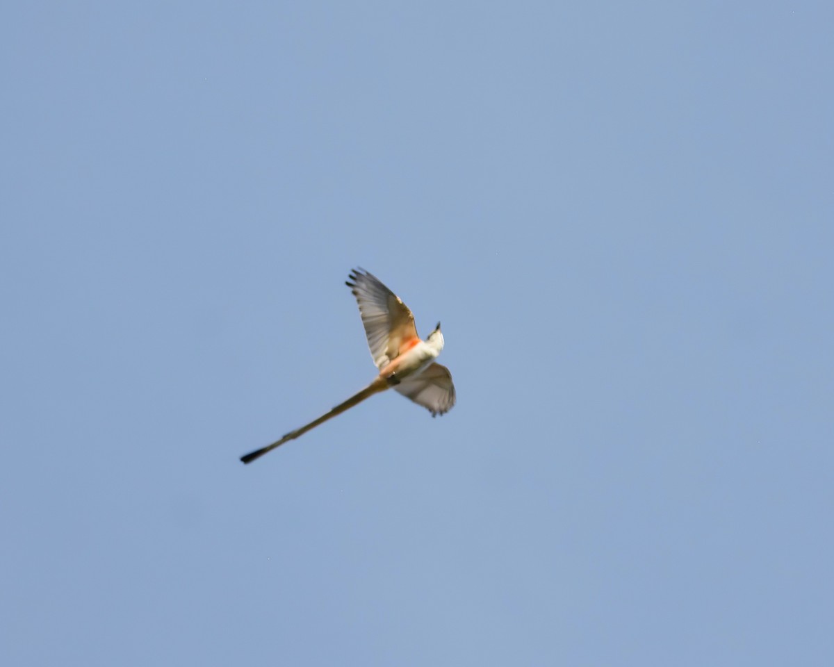 Scissor-tailed Flycatcher - ML616779666