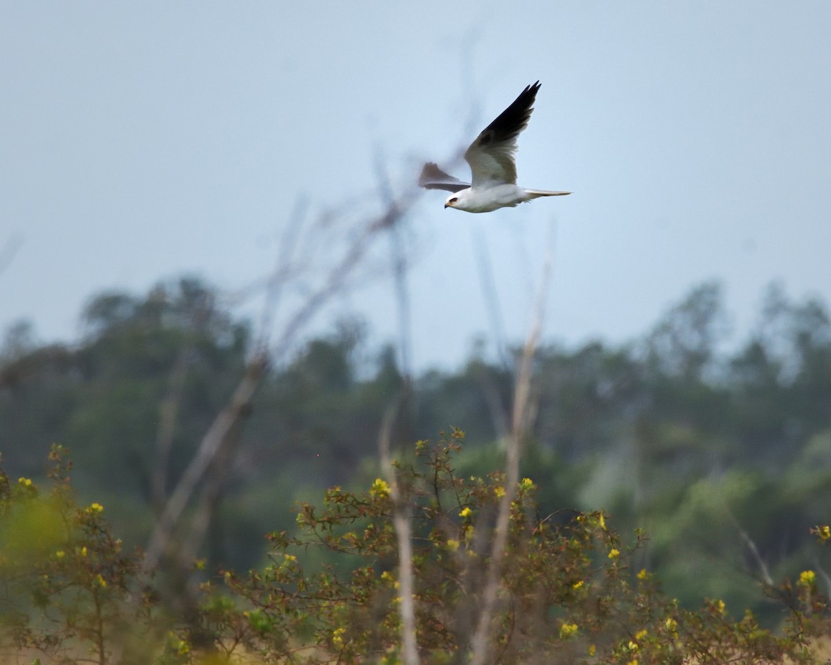 White-tailed Kite - ML616779692