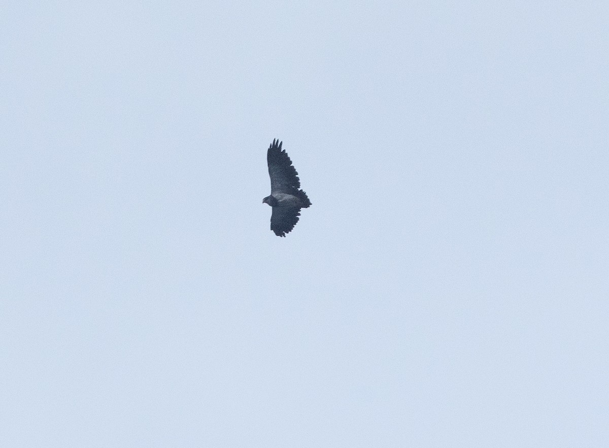 Black-chested Buzzard-Eagle - ML616779705