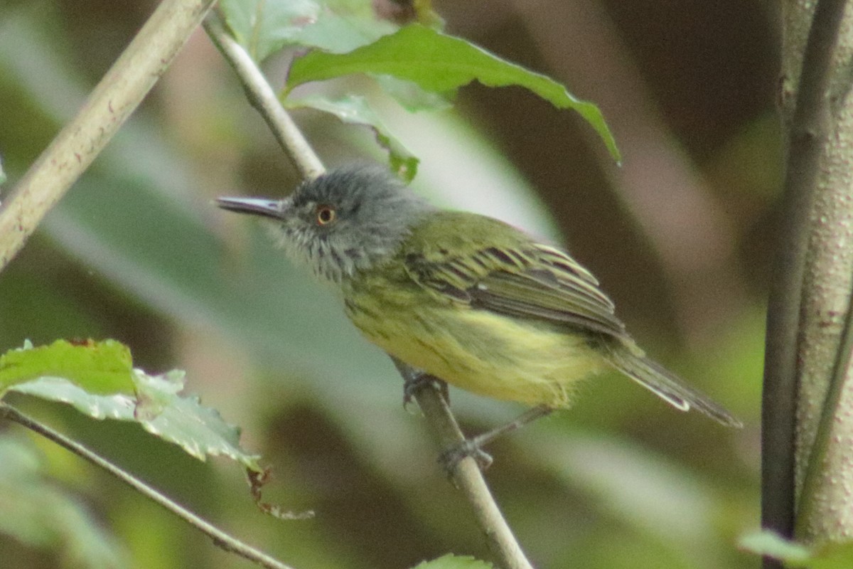 Spotted Tody-Flycatcher - Werner Arnolds