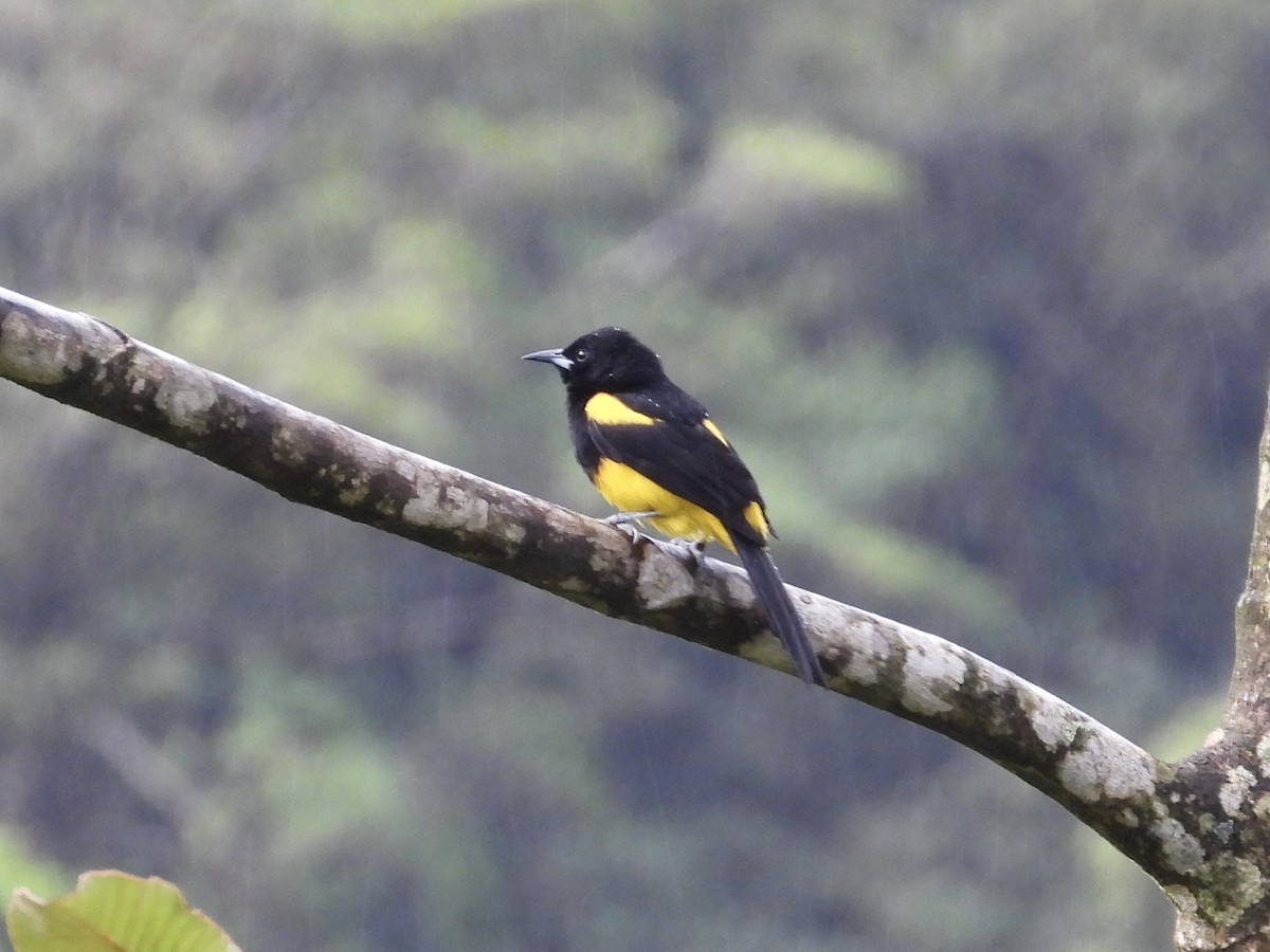 Black-cowled Oriole - WS Barbour