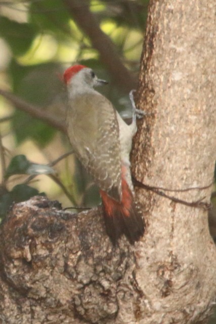 African Gray Woodpecker - ML616779841