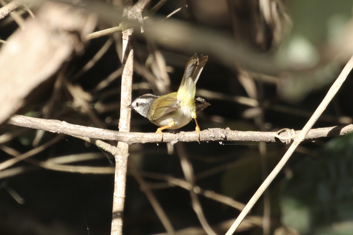 Golden-crowned Warbler (White-bellied) - ML616780107