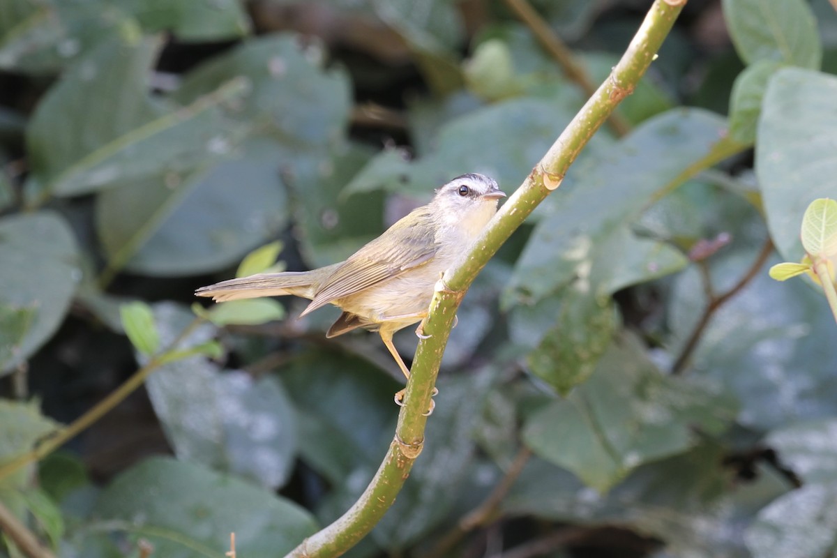 Golden-crowned Warbler (White-bellied) - ML616780108