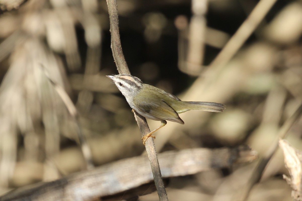 Golden-crowned Warbler (White-bellied) - Tim Cowley