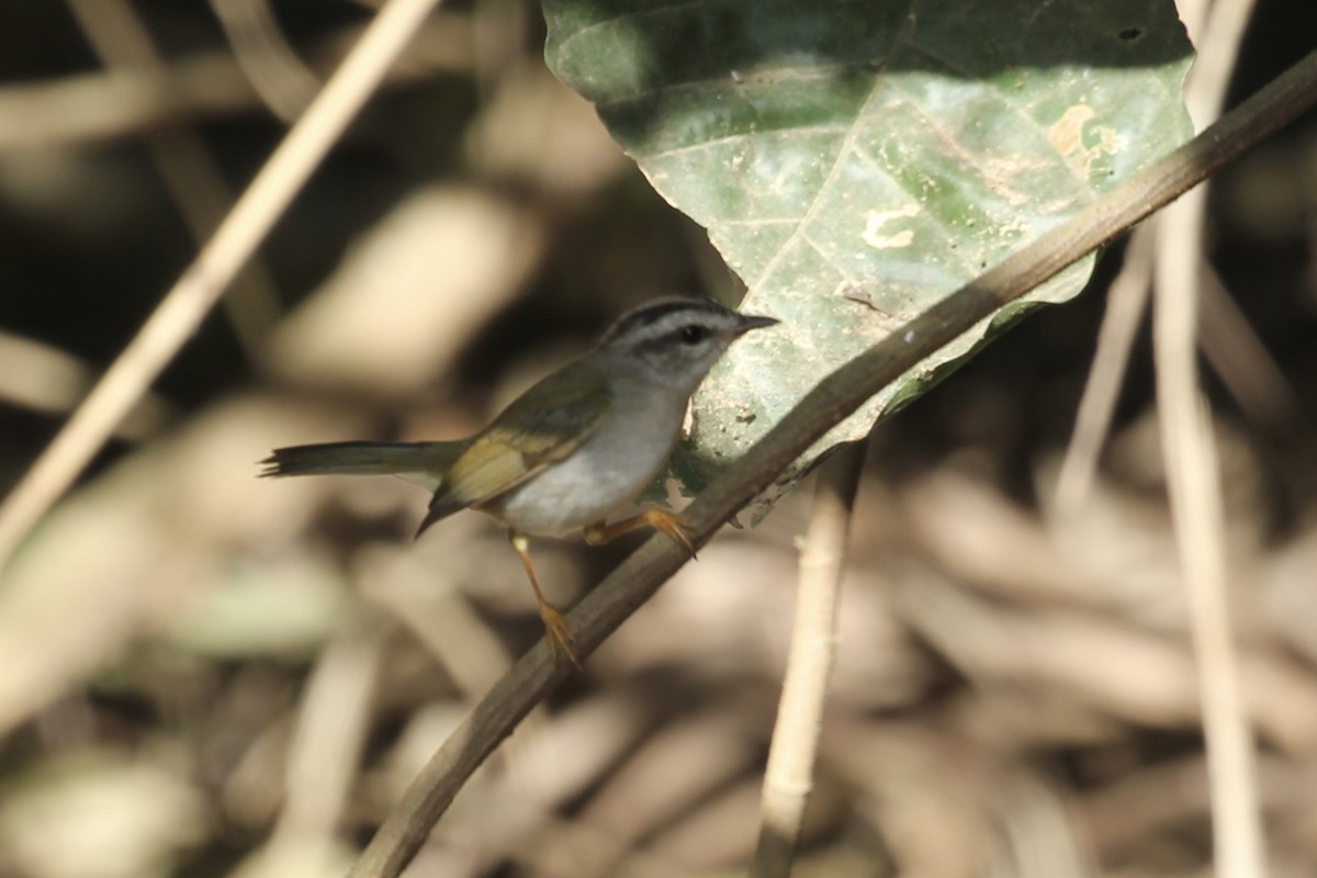 Golden-crowned Warbler (White-bellied) - ML616780110