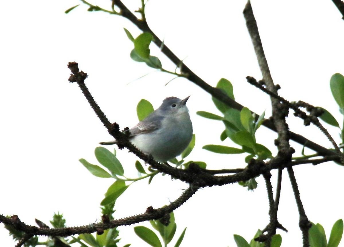 Lucy's Warbler - ML616780121