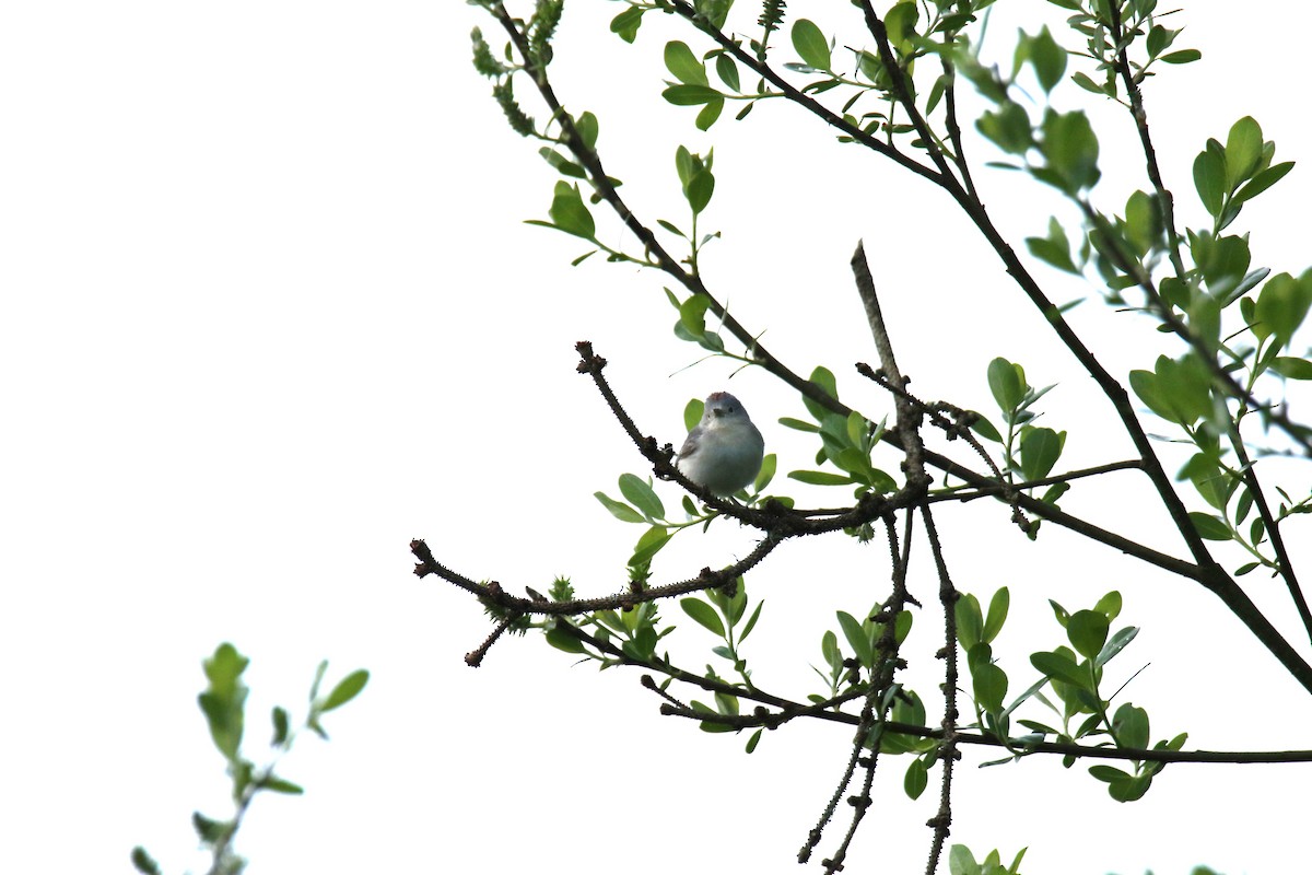 Lucy's Warbler - ML616780122